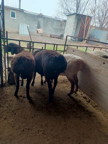 Бараны, овцы: Продаю | Ягненок, Баран (самец) | Арашан | На забой, Для разведения, Для шерсти | Племенные, Осеменитель — 3