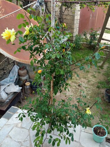 Otaqların uzunmüddətli kirayəsi: Satilr: geniş və işıqlı otaq.2 otaq 1 zal metbex hamam ayaq yolu — 18