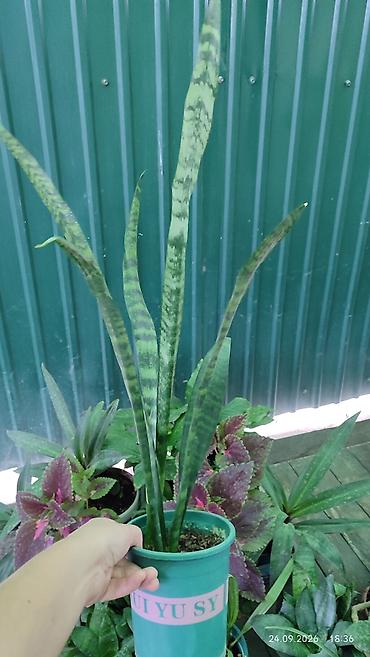 Молочаи: Горшечные комнатные растения: 1) Молочай миля (Euphorbia milii — 14
