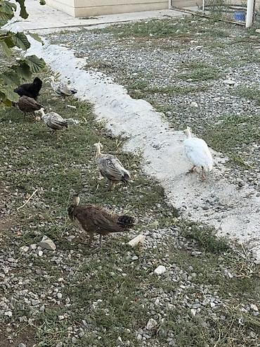 qus nomreleri: Tovuzquşu balaları - Ağcabədi rayonunda yerləşir. - cütü 150 azndir — 10