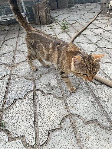 Продажа кошек: Котик бенгал зовут Элвис — 7