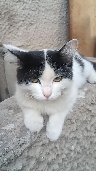 Находка и пропажа кошек: Пропала : Беспородная, Девочка, Белый — 7