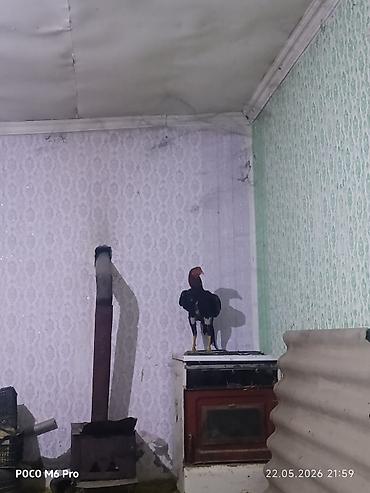 ağ xaski: Aseel tipli döyüş xoruzu - Güclü bədən quruluşu, uzun ayaqlar və — 1