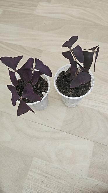 Другие комнатные растения: Кислица
Оксалис 
oxalis 
🦋 
бабочка — 7
