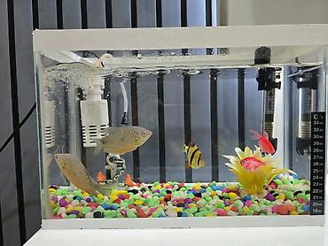 akvarium yumru: Akvarium 5 baliq su qizdirici ve hava filteri ile birlikde satilir — 1