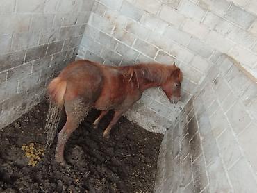 Лошади, кони: Продаю | Жеребенок | Для разведения — 11