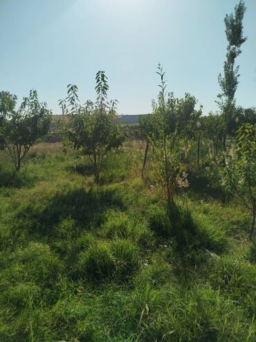 Продажа участков: 300 соток, Для сельского хозяйства, Красная книга — 10