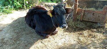 Коровы, быки: Продаю 3х тёлок 10 месяцев Цена 55 000 за каждую Торг уместен