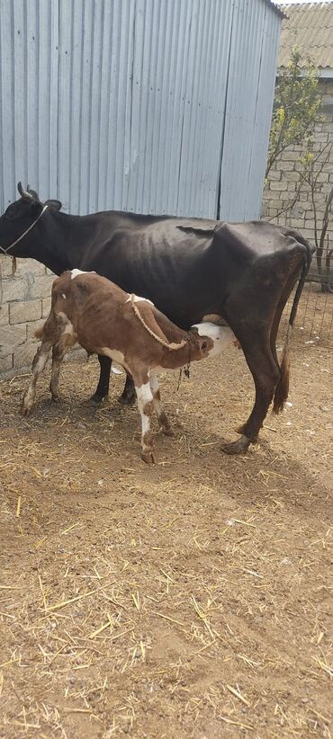 simmental inek: Самка, лет: 4, 500 кг, Для молока, Самовывоз