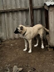 İtlər: Çoban iti 5 aylıq dişi 350 azn 055 662 05 16 bu nömreye yazın — 12