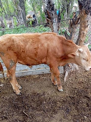 Коровы, быки: Продаю | Бык (самец) | На откорм — 8