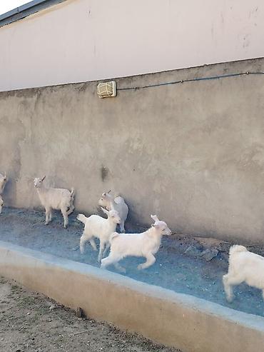 keci heyvan: Ağ rəngli keçilər və bala keçilər (oğlaqlar) - Cins: yerli süd — 1