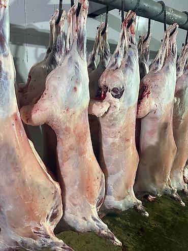 Баранина: Туши баранины на крюках - Цельные охлаждённые туши баранины — 4