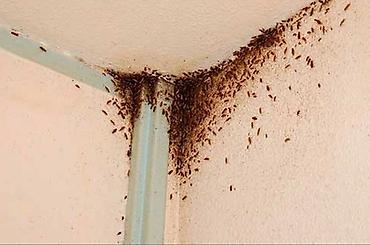 Дезинфекция, дезинсекция: Дезинфекция, дезинсекция, | Клопы, | Транспорт, Офисы, Квартиры — 4
