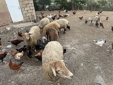 quzu: Təcili satılır. Qoyunlar qoca deyil, cavandırlar. Onlardan ikisi hələ — 2