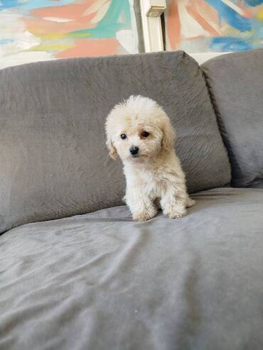 Psi: Bišon pudla štenci Štenci bi-pu, kombinacija bišon-pudla, stari 2 — 21