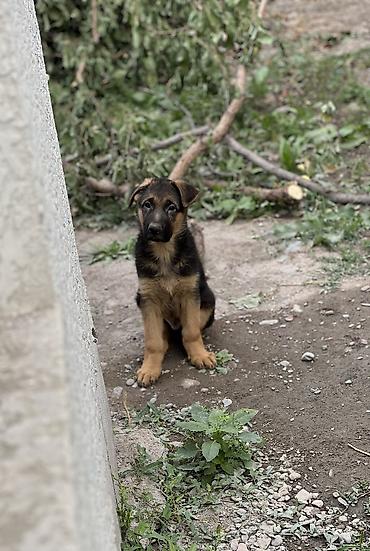 Продажа собак: Немецкая овчарка, 2 месяца, Самец, С прививкой, С родословной — 3