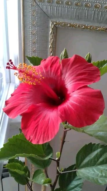 xoruz otu bitkisi: Qırmızı hibiskus (Çin qülü) – dekorativ çiçəkli ev və bağ bitkisi - — 2