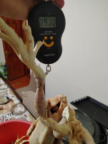 Digər quşlar: Kənt yumurtası kənt colpsı və kəsilib təmizləmiş öry satışı var kimə — 9