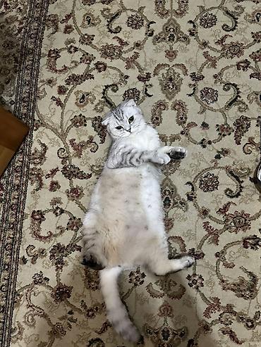 chinchilla satın al: Şotland — 4