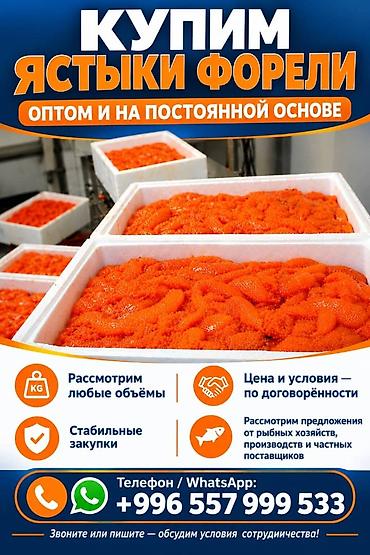 рыба семга: Закупаем ястыки форели оптом на постоянной основе. - Рассматриваем — 1