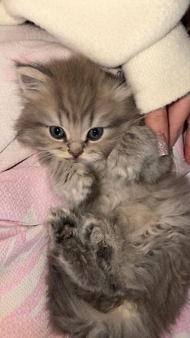 Pişiklər: Şotland, Erkək, Dişi, Yaxşı əllərə, Ünvandan götürmə, Pulsuz çatdırılma, Ödənişli çatdırılma — 5