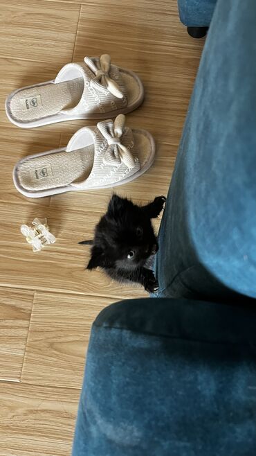 домашний котёнок: Кошка даром: Британская короткошёрстная, 1 месяц, Мальчик