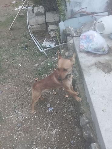taksa it: 2 il, Erkək, Ödənişli çatdırılma — 2