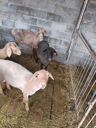 Баран, овца: Продаю | Овца (самка) | На забой — 14