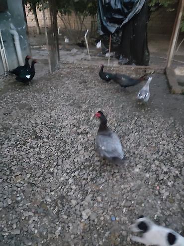 mal qara: Muscovy ördəkləri (indo-ördək) – müxtəlif rənglərdə sürü - Növ — 1