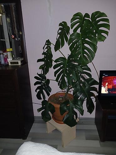 ev gulleri sekilleri: Monstera deliciosa (sviss pendiri bitkisi) – iri, dilimli, parlaq — 1