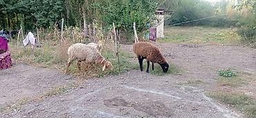 Айыл-чарба жаныбарлары: Сатам | Кочкор (эркек) — 4