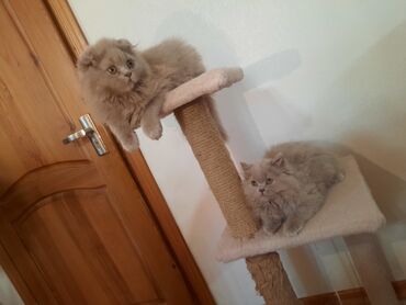заказать котят: 3 месяца, Мальчик, Серый, Приучена к лотку, Проглистована