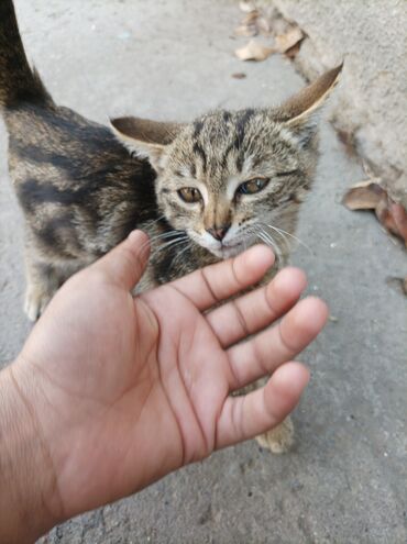 шотландская кошка скоттиш страйт: Отдаю катёнка в хорошие руки не болеет здоровый хороший ему 2 с