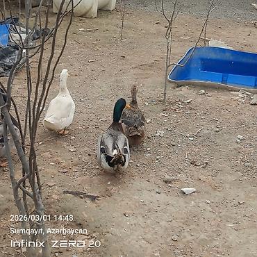 Ördəklər: Hamsi satılır çoxu yumurtduyur — 1