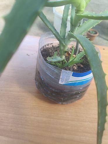Aloe vera (sukulent) – dekorativ və faydalı ev bitkisi - Növ: Aloe lalafo.az -da Aloe vera (sukulent) – dekorativ və faydalı ev bitkisi - Növ: Aloe