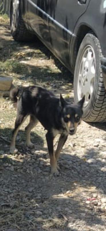 Çixuahua, 1 il, Dişi, Peyvəndli, Ödənişli çatdırılma lalafo.az -da Çixuahua, 1 il, Dişi, Peyvəndli, Ödənişli çatdırılma
