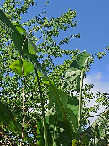 Ağaclar: Banan ağacı satışı - Növ: Tropik banan ağacı (Musa spp.) - İstilik — 5