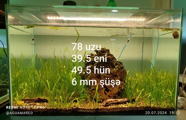 Akvariumlar: Akvarium satılır Torpağı,bitkisi,filteri,işığı,qapağı ilə birgə Ünvan