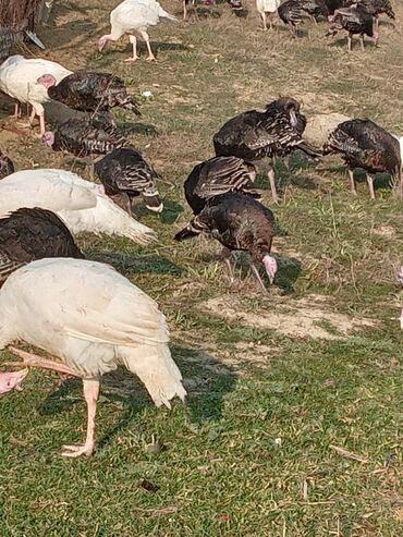 Hinduşka: Məhsul: Hinduşka sürüsü Təsvir: - Şəkillərdə müxtəlif rənglərdə — 16