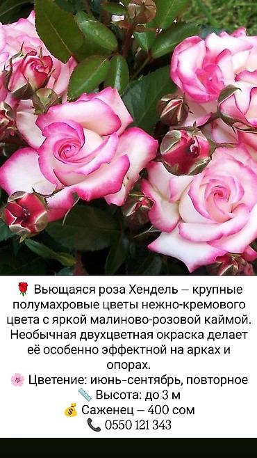 коробки для цветов бишкек: Саженцы Платная доставка — 2
