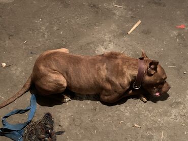 Продажа собак: Питбуль, 1 год, Самец, С прививкой — 3