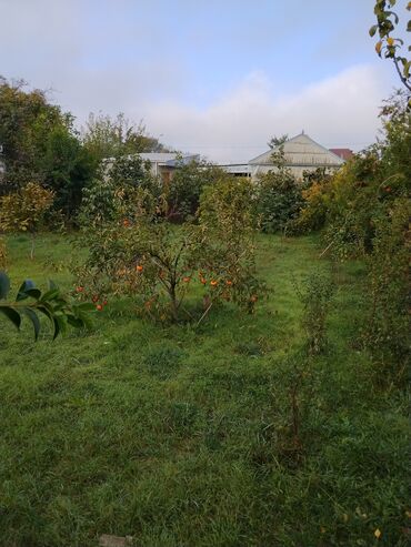 Ağaclar: Məhsul: Meyvə ağacları ilə yaşıllıq sahəsi (həyətyanı bağ)Günəşli — 8