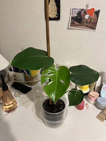 лимон комнатный купить: Монстера 600 сом