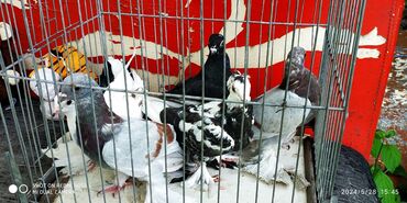 птицы голуби: Молодёж этого года по 200 сом