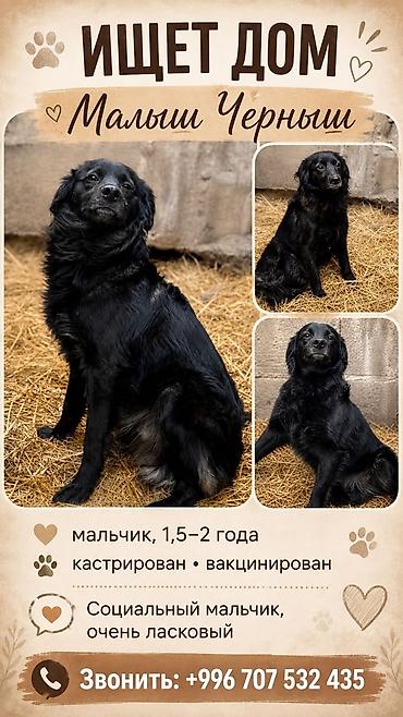 эркек ит: Ищет дом: Малыш Черныш - Пол: мальчик - Возраст: 1,5–2 года - — 1