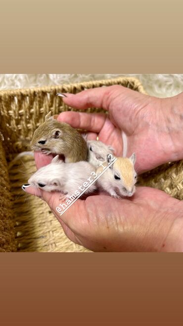 Хомяки: Продаются хомячки джунгарские, сирийские, ангорские пушистые хомячки — 17