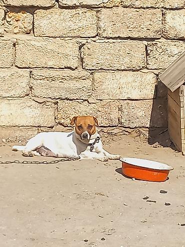 İtlər: Cek rassel teryer, 2 il, Dişi -da lalafo.az — 1 İtlər: Cek rassel teryer, 2 il, Dişi — 1