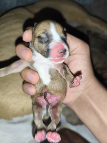 İtlər: Pitbul, 1 ay, Ünvandan götürmə, Rayonlara çatdırılma, Pulsuz çatdırılma — 11