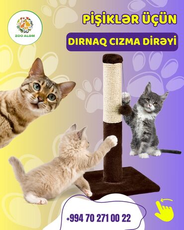 şotlant pişiyi: Pișiyiniz ev əşyalarında dırnağını "itiləyir?" Çıxış yolu var : Onun